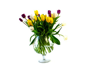 Isolated on White Background Tulips Yellow and Purple Flowers