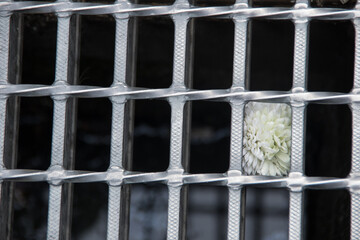 coladera con una flor blanca en japon