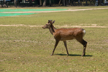ciervo en libertad en via publica