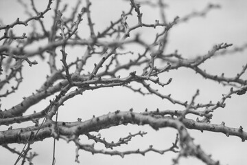 ramas de arbol sin flores