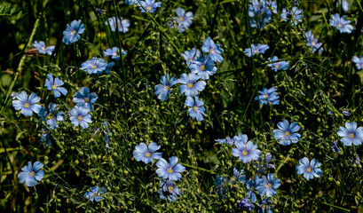 Bright delicate blue flower of decorative flax flower and its shoot on grassy background. Creative processing Flax flowers. Agricultural field of industrial flax in stage of active flowering in summer