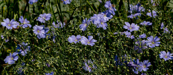 Bright delicate blue flower of decorative flax flower and its shoot on grassy background. Creative processing Flax flowers. Agricultural field of industrial flax in stage of active flowering in summer