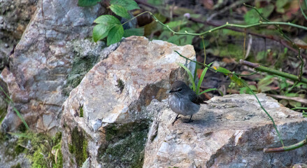 African Dusky Flycatcher perched on a rock