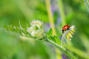 Coccinellidae is a widespread, Ladybird beetle, ladybugs. red beetle with black dots. insects in the wild. natural background. macro nature. ladybug sitting on a meadow plant