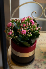 Close-up of pink kalanchoe plant in red ceramcic pot standing on the chair.
