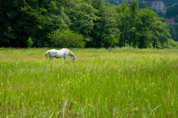Obraz na płótnie Canvas beautiful white horse on green grass in the field. Arabian horse, white horse stands in an agriculture field with juicy grass in sunny weather. strong, hardy and fast animal. grazing in the meadow