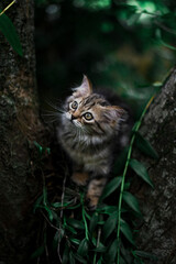 Naklejka na ściany i meble cat in the woods