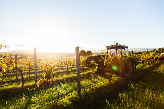 Red tractor among grape vines on farm backlit by morning light