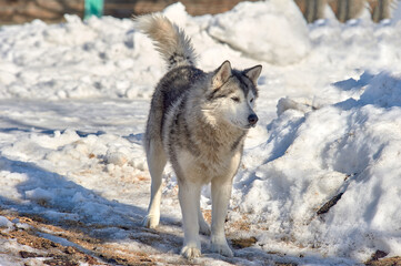 Fototapeta na wymiar Husky dog stands in the snow