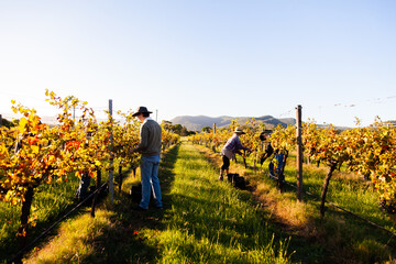 Seasonal workers picking grapes on a farm in the Hunter Valley