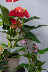 Close-up picture of red and violet anthurium plant on gray background