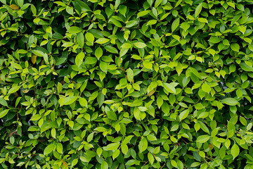 Fototapeta na wymiar Green leaf background texture.