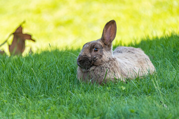 close up of a brown rabbit laying on the grasses under the shade on a hot sunny afternoon