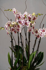 Close-up of  white color phalenopsis orchid with violet dots branches green leaves