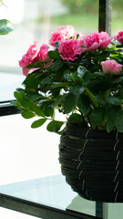 Close-up of pink azalea in black flower basket standing on glass shelf.