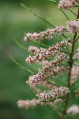 Close-up of Tamarix ramosissima branches with pink flowers. Tamarix tree in bloom in springtime