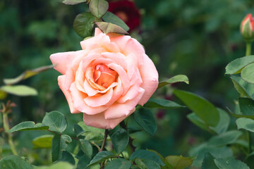 pink rose in garden