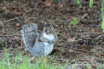 close up of one cute  grey squirrel sitting on green grasses with both arms holding close to the white chest