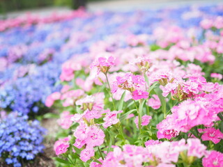 field of pink flowers