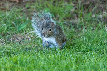 Naklejka na ściany i meble close up of one cute grey squirrel sitting on green grasses with one arm holding close to the white chest