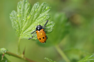 Close-up of yellow insect beetle called Lachnaia italica on a green leaf with raindrops