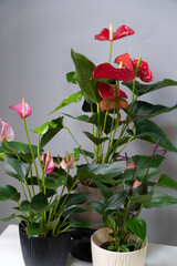 Close-up of mix color anthurium plants in flower pots. Red purple pink flowers.