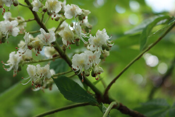 Close-up of Chestnut tree on springtime with white flowers on branches. Aesculus hippocastanum in bloom