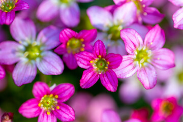 Beautiful spring flowers of Saxifraga × arendsii blooming in the garden, close up