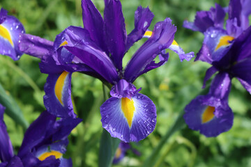Blue and yellow Dutch iris flowers coverd with raindrops  in the garden on summer on a sunny day. ...