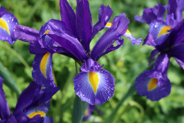 Blue and yellow Dutch iris flowers coverd with raindrops  in the garden on summer on a sunny day.  Iridaceae family