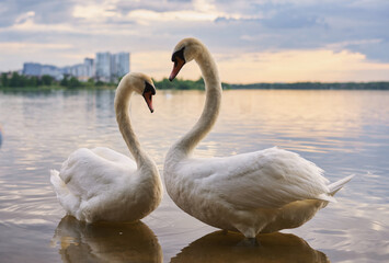  Swans at the city pond. High quality photo