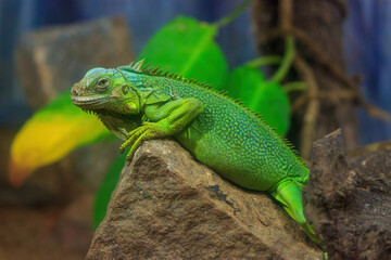 green lizard on a rock inside zoo
