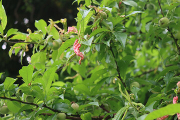 Disease on Peach tree. Close-up of pink galls on green leaves. Peach leaf curl or Taphrina reumatoide