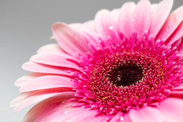Obraz na płótnie Canvas Beautiful blooming pink gerbera flower with water drops on white background.