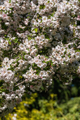 beautiful dense pink cherry flowers blooming on the branches on a sunny day in the park.