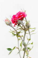 Close-up of a red rose and flower buds.