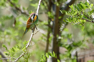 European Bee-eater (Merops apiaster) colorful bird sits in a tree with captured dragonfly in its beak.
