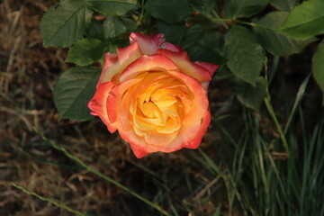 Rose garden Guldemondplantsoen in Boskoop with rose variety Gartenspass