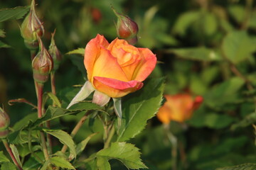 Rose garden Guldemondplantsoen in Boskoop with rose variety Gartenspass