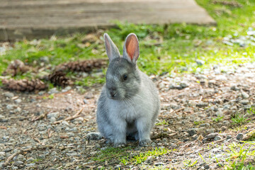 close up of a cute grey baby rabbit sitting on the grassy ground  in the park - 440202853