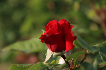 Rose garden Guldemondplantsoen in Boskoop with rose variety Grande Amore