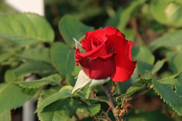 Rose garden Guldemondplantsoen in Boskoop with rose variety Grande Amore