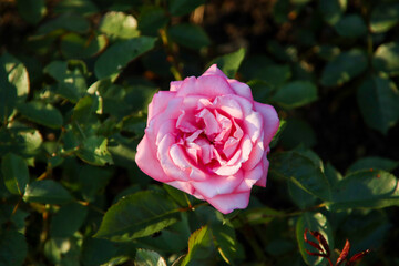 Rose garden Guldemondplantsoen in Boskoop with rose variety Eliza