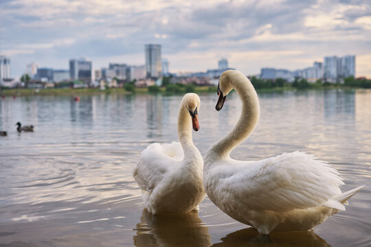  Swans at the city pond. High quality photo