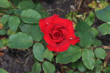 Rose garden Guldemondplantsoen in Boskoop with rose variety Pride of England