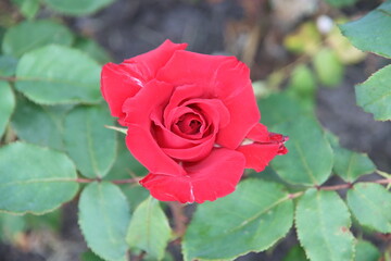 Rose garden Guldemondplantsoen in Boskoop with rose variety Pride of England