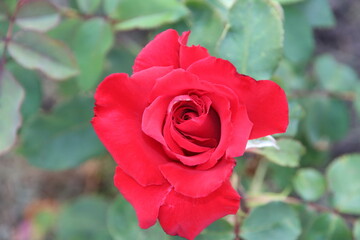 Rose garden Guldemondplantsoen in Boskoop with rose variety Pride of England