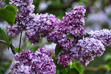 Different types of lilacs and a glass of wine. High quality photo