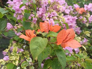red and yellow flowers