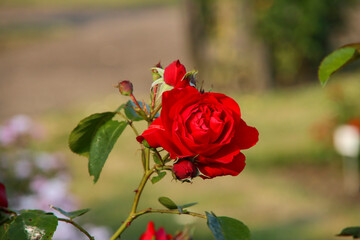 Rose garden Guldemondplantsoen in Boskoop with rose variety Florentina
